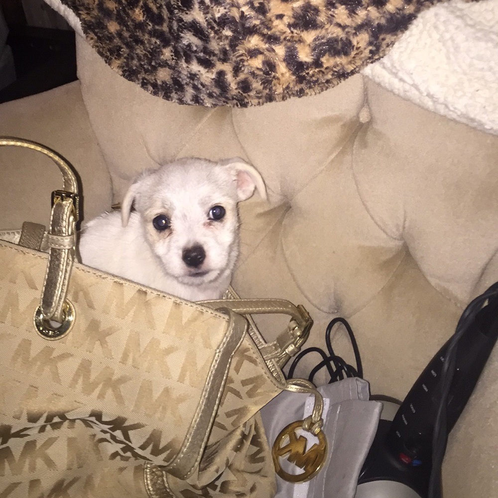 Meet your Posher, Stella